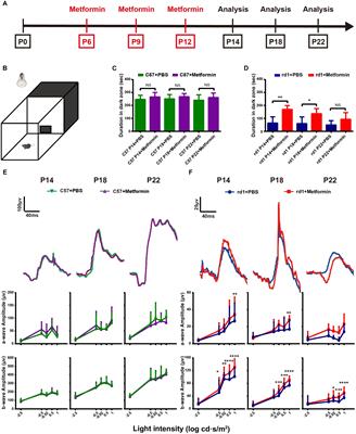 Rescue of Retinal Degeneration in rd1 Mice by Intravitreally Injected Metformin